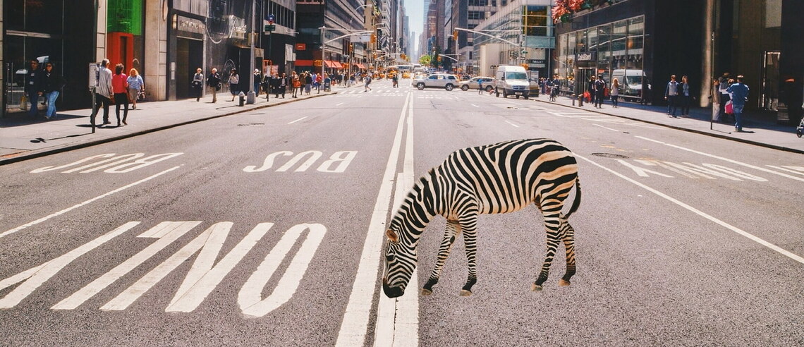 Ein Zebra steht auf einer Straße in New York.