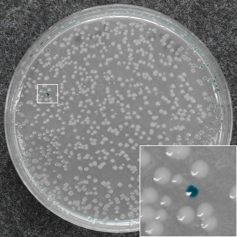 CRISPR Experiment