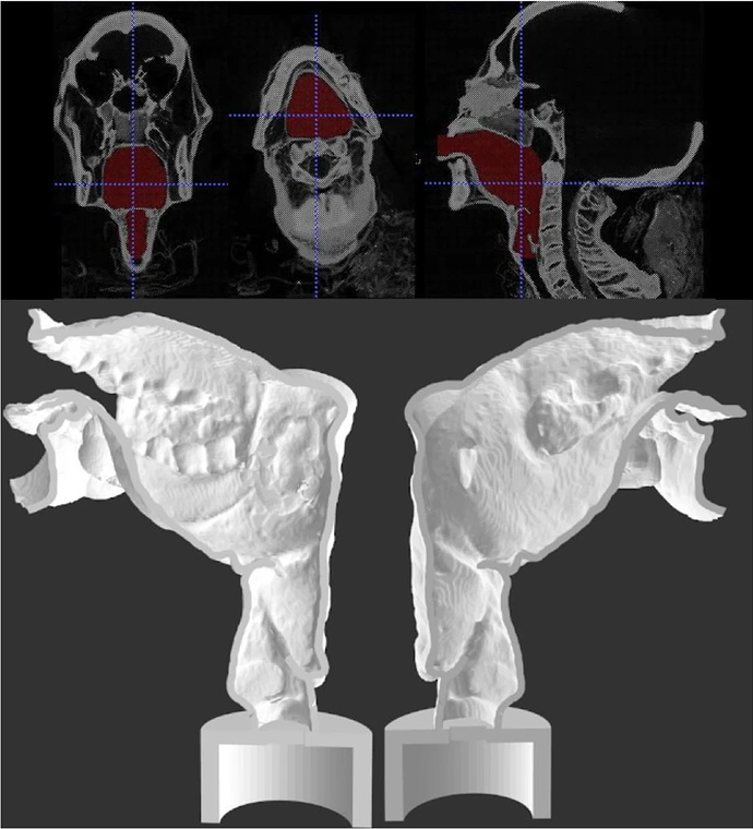 3D Modell Stimmtrakt