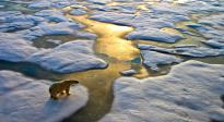polarbear
